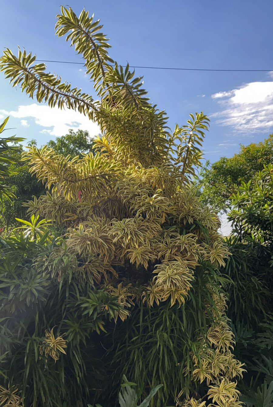 Pleomele (Dracaena reflexa) com folhagem variegada cultivada pelo Estúdio La Folha